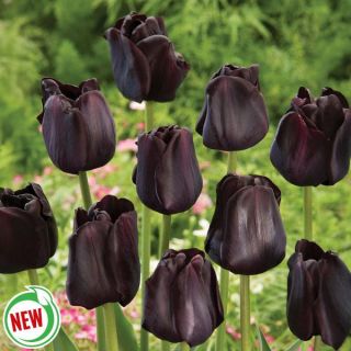 Paul Scherer Tulip Thumbnail